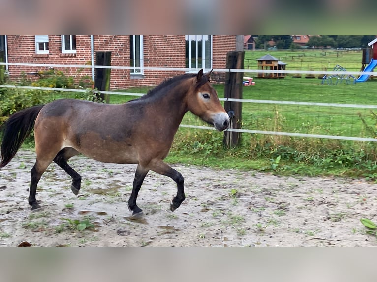 Poney Exmoor Jument 5 Ans 134 cm Bai in Verden (Aller)