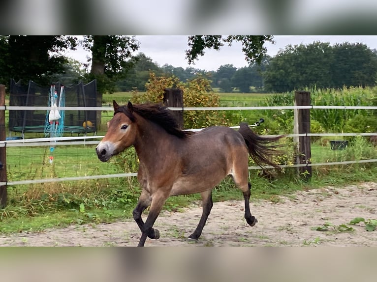 Poney Exmoor Jument 5 Ans 134 cm Bai in Verden (Aller)