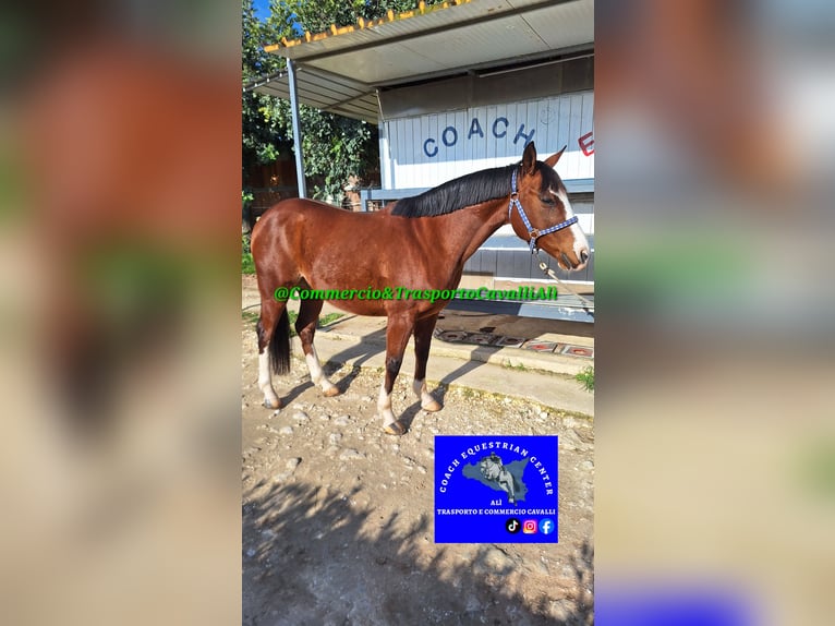 Poney Felinski Croisé Hongre 11 Ans 142 cm Bai in Solarino