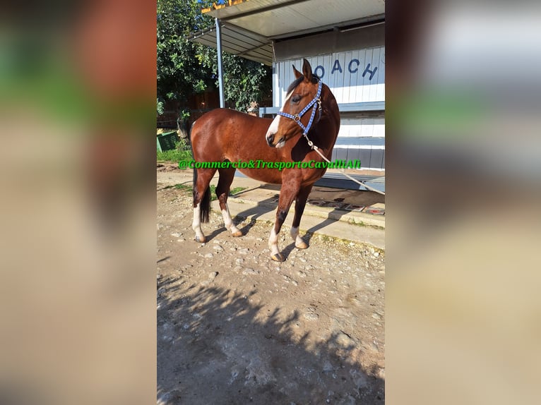 Poney Felinski Croisé Hongre 12 Ans 142 cm Bai in Solarino