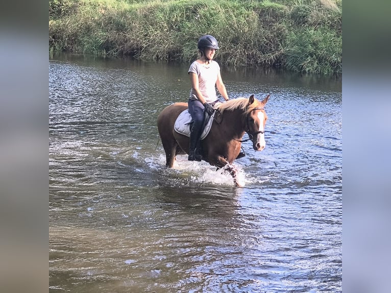 Poney Felinski Hongre 4 Ans 144 cm Alezan in Leszno Dolne