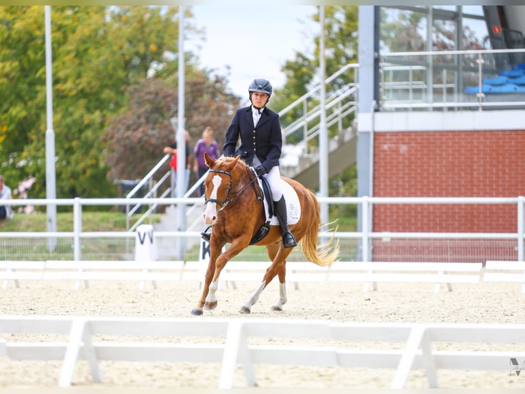 Poney Felinski Hongre 4 Ans 144 cm Alezan in Leszno Dolne