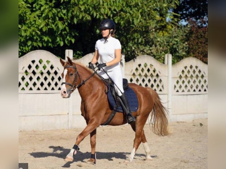 Poney Felinski Hongre 4 Ans 144 cm Alezan in Leszno Dolne