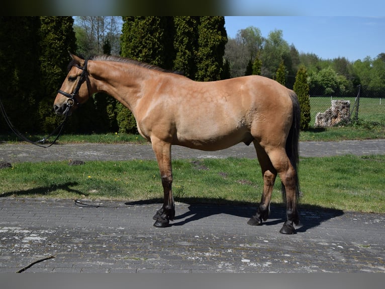 Poney Felinski Hongre 4 Ans 147 cm Isabelle in Chełmno