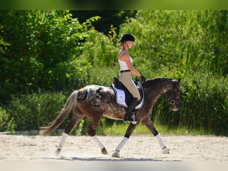 Poney Felinski Hongre 5 Ans 140 cm Léopard in Poznań