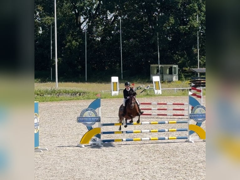 Poney Felinski Hongre 6 Ans 142 cm Bai in Murowana Goślina