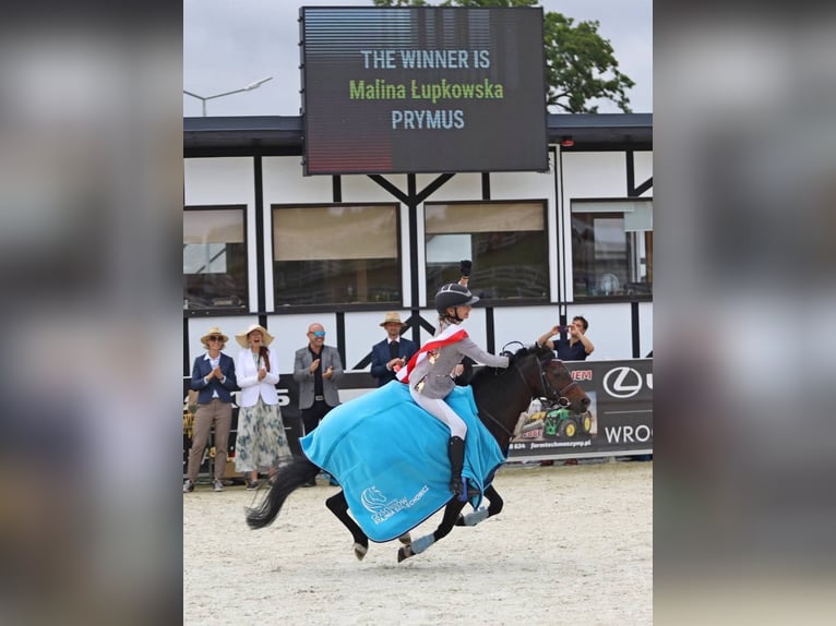 Poney Felinski Hongre 8 Ans 128 cm Bai in Stary W&#x119;gliniec