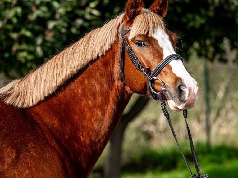 Poney Felinski Hongre 8 Ans 148 cm Alezan in Szczytniki