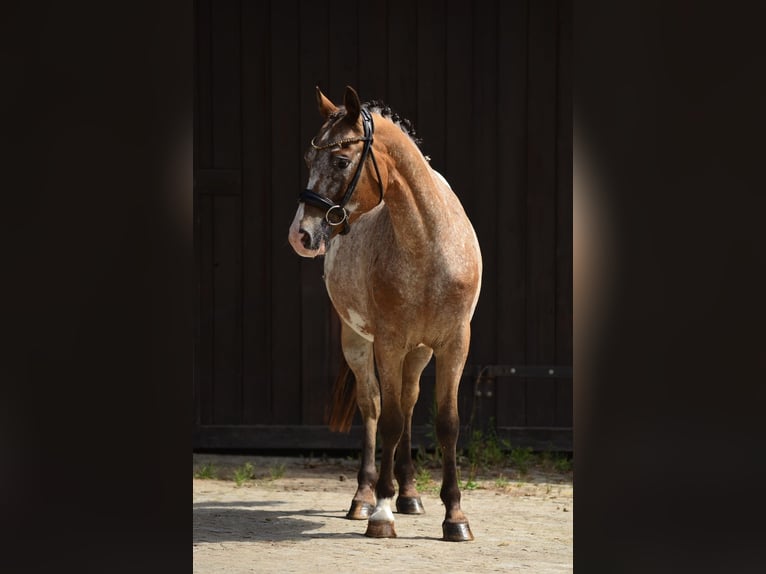 Poney Felinski Hongre 9 Ans 143 cm Léopard in Poznań