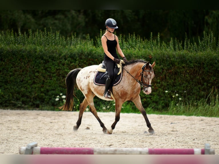 Poney Felinski Hongre 9 Ans 143 cm Léopard in Poznań