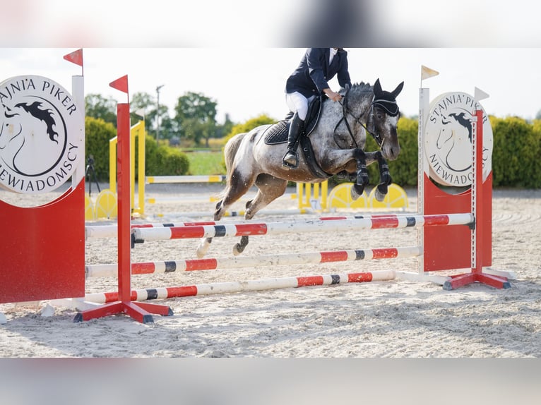 Poney Felinski Jument 8 Ans 138 cm Léopard in Lublin