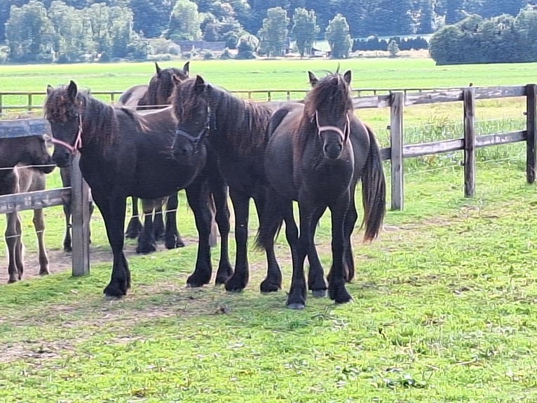 Poney Fell Étalon 1 Année Noir in Zeddam