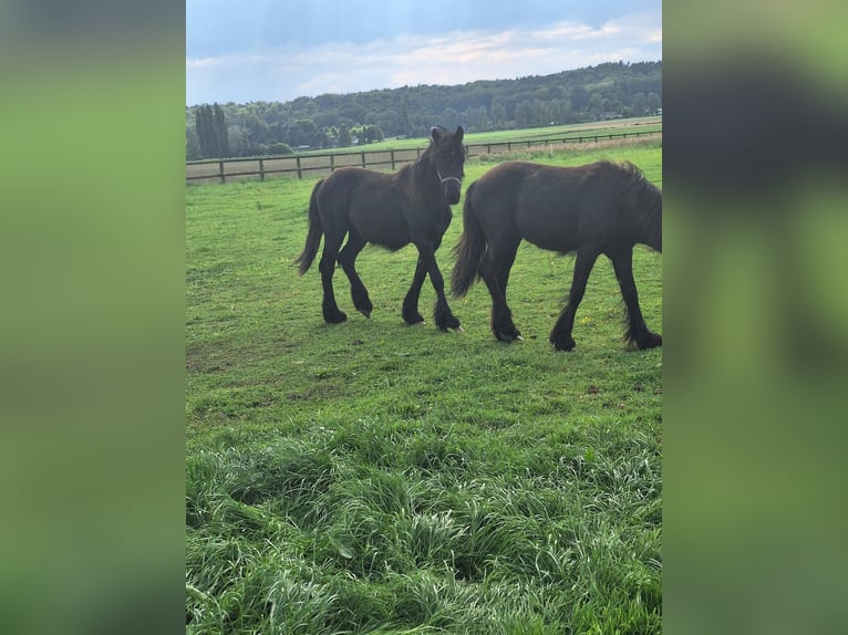 Poney Fell Étalon 1 Année Noir in Zeddam