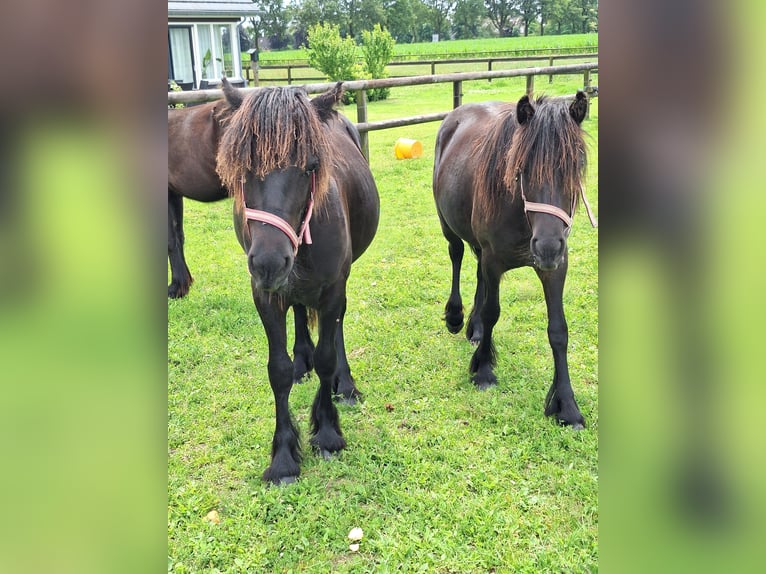 Poney Fell Étalon 1 Année Noir in Zeddam