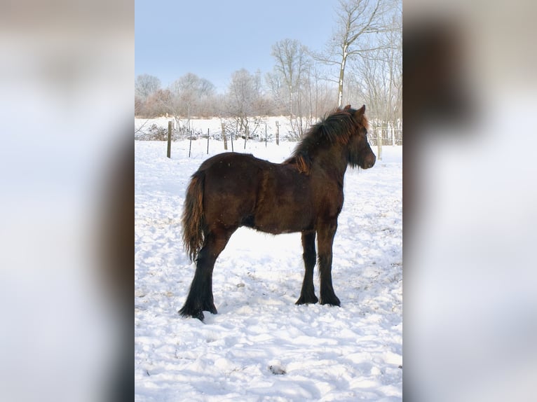 Poney Fell Étalon 1 Année Noir in Eastermar