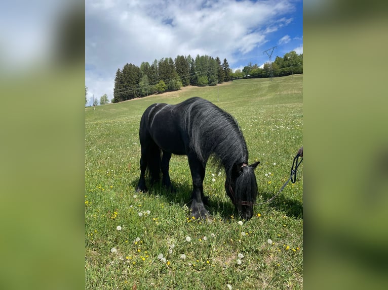 Poney Fell Étalon 4 Ans 140 cm Noir in Spittal an der Drau