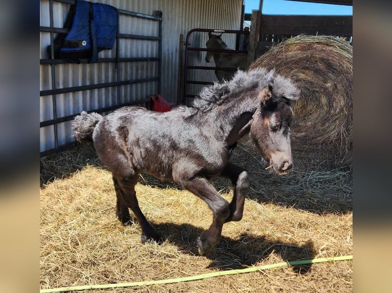 Poney Fell Étalon Poulain (03/2024) 132 cm Noir in Mcalester