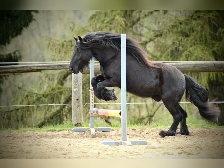 Poney Fell Hongre 12 Ans 140 cm Noir in Mettmann