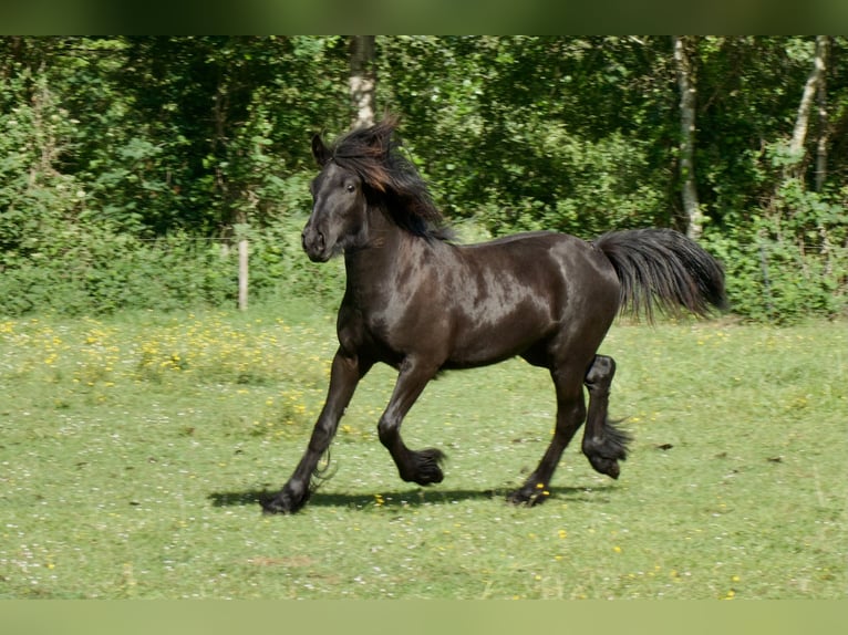 Poney Fell Hongre 1 Année 139 cm Noir in Eastermar