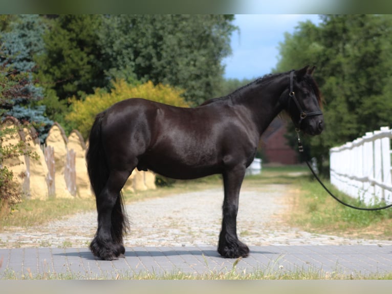 Poney Fell Hongre 2 Ans 137 cm Noir in Santok
