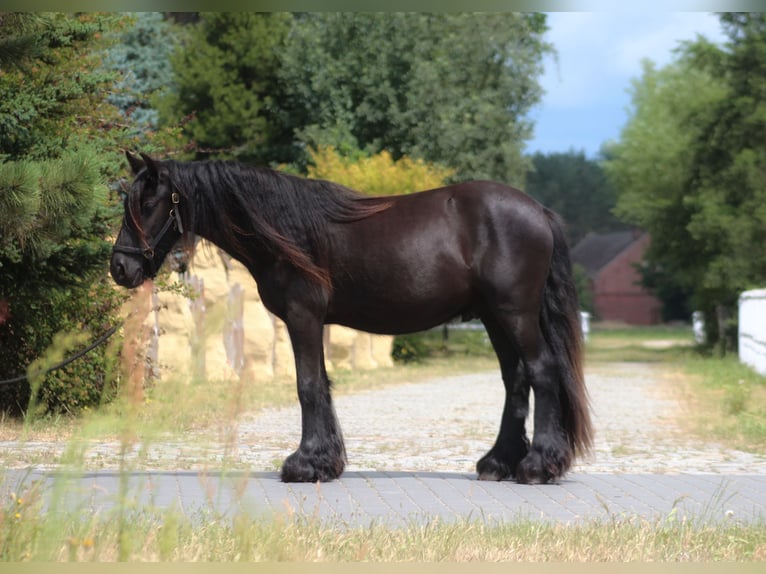 Poney Fell Hongre 2 Ans 137 cm Noir in Santok