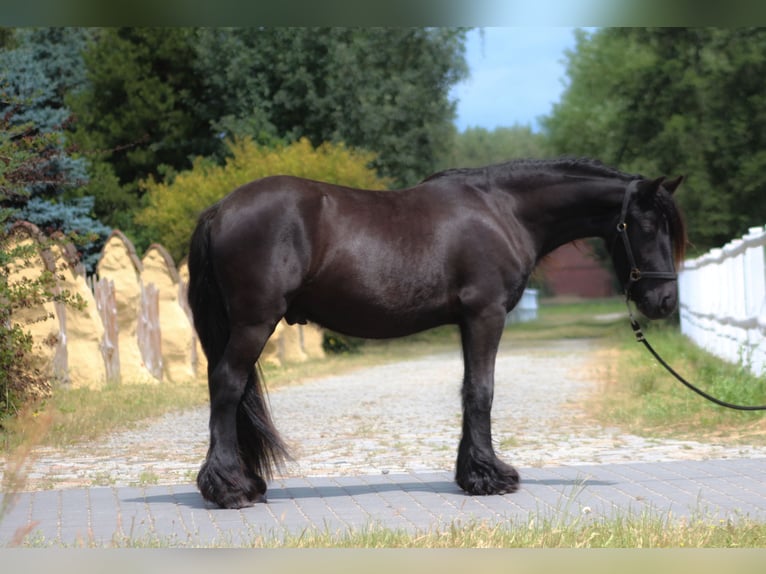 Poney Fell Hongre 2 Ans 138 cm Noir in Santok