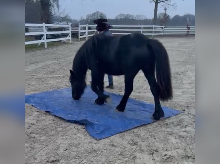 Poney Fell Hongre 3 Ans 144 cm Noir in Bargstedt