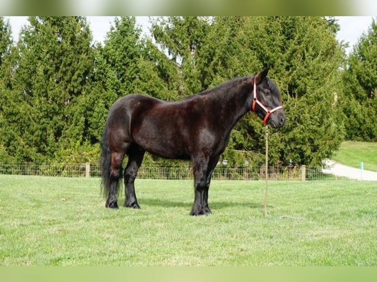Poney Fell Hongre 4 Ans 140 cm Noir in Wooster