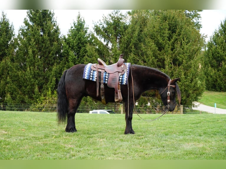 Poney Fell Hongre 4 Ans 140 cm Noir in Wooster