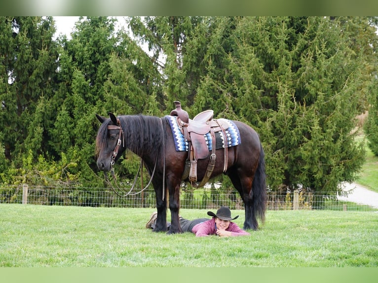 Poney Fell Hongre 4 Ans 140 cm Noir in Wooster