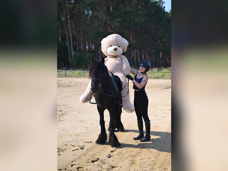 Poney Fell Hongre 4 Ans 145 cm Noir in Santok