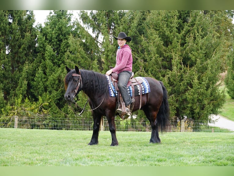 Poney Fell Hongre 4 Ans Noir in Wooster