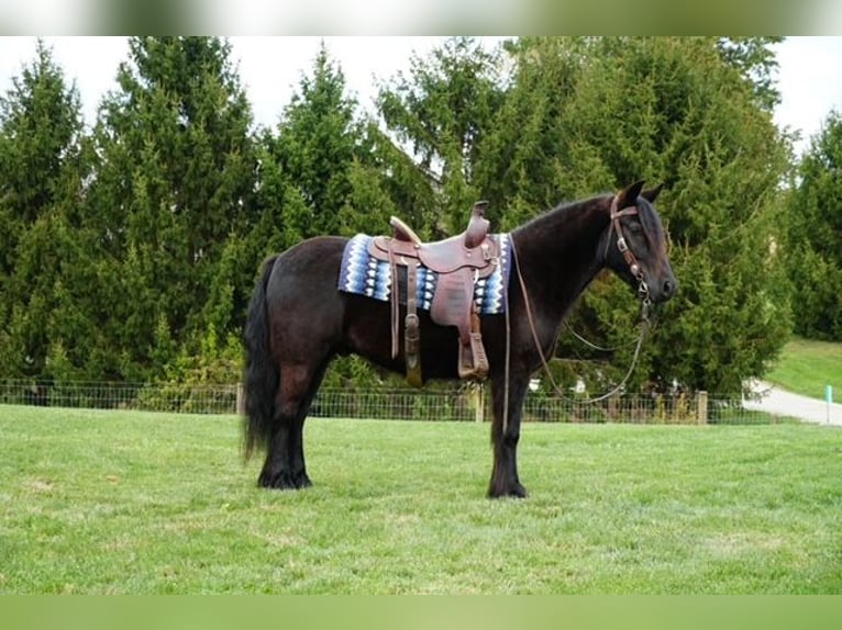 Poney Fell Hongre 5 Ans 140 cm Noir in Wooster