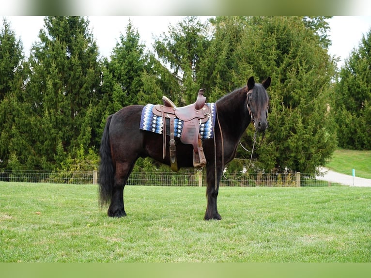 Poney Fell Hongre 5 Ans 140 cm Noir in Wooster