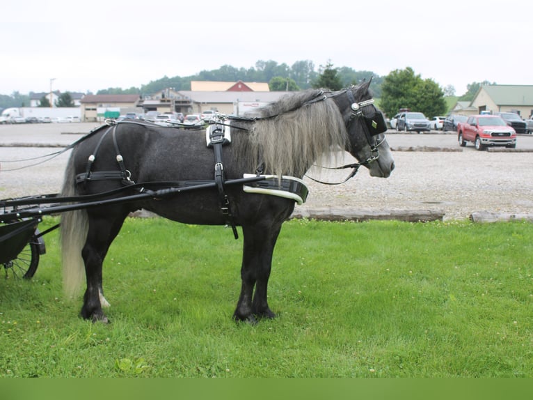 Poney Fell Croisé Hongre 5 Ans 142 cm Gris in Millersburg