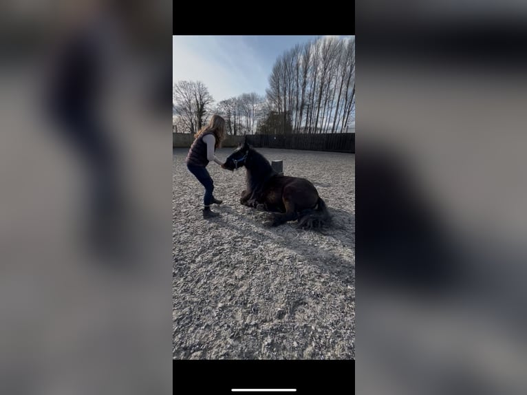 Poney Fell Hongre 7 Ans 140 cm Noir in Chobham