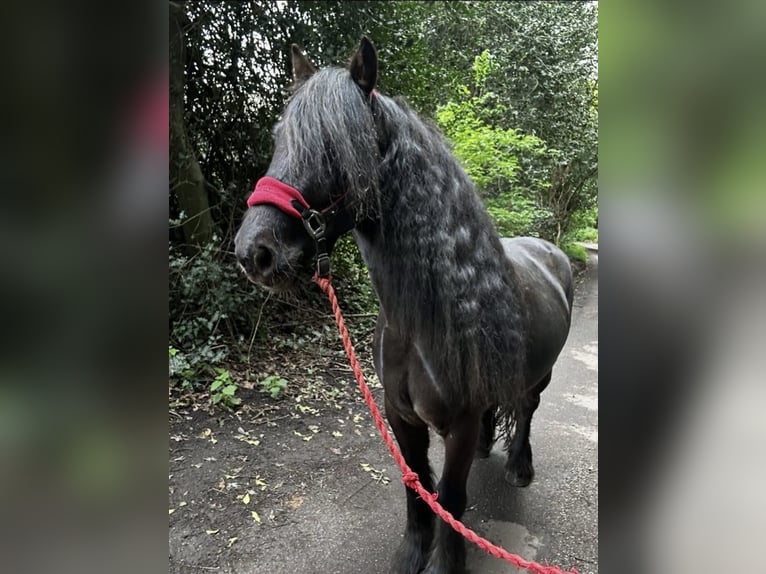 Poney Fell Hongre 7 Ans 140 cm Noir in Chobham