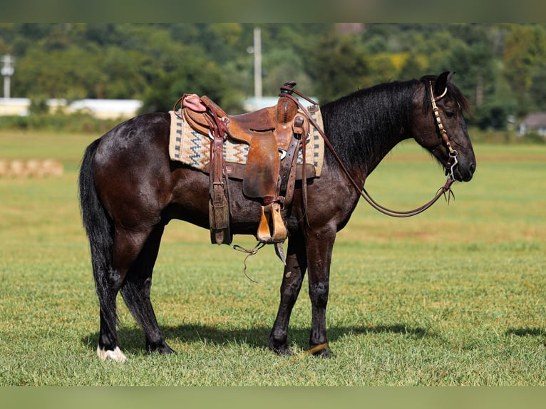 Poney Fell Hongre 7 Ans Noir in Somerset