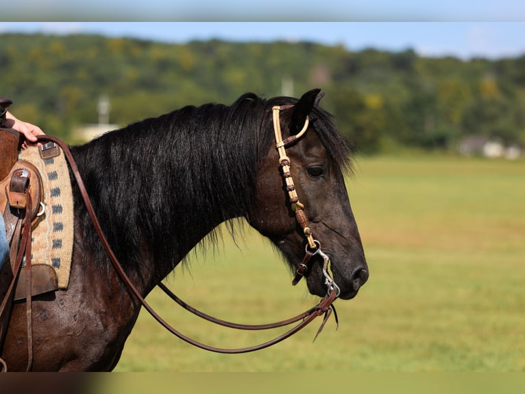 Poney Fell Hongre 7 Ans Noir in Somerset