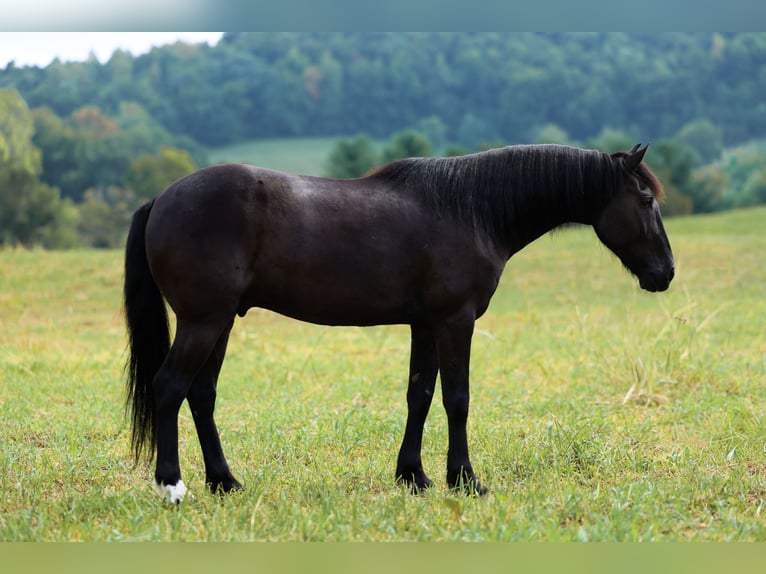 Poney Fell Hongre 7 Ans Noir in Somerset