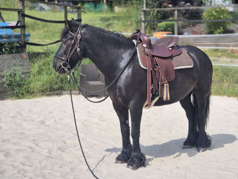 Poney Fell Hongre 8 Ans 145 cm Noir in Müglitztal