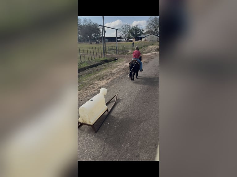 Poney Fell Hongre 9 Ans 107 cm Noir in Bloomburg