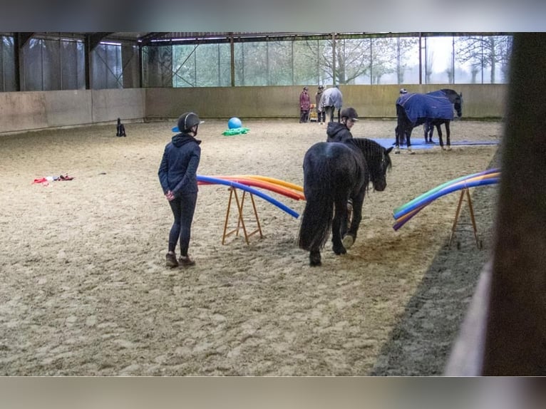 Poney Fell Jument 11 Ans 135 cm Noir in Oostvoorne
