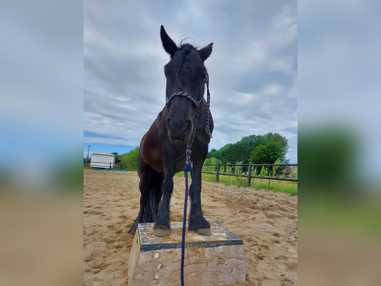 Poney Fell Jument 11 Ans 135 cm Noir in Oostvoorne
