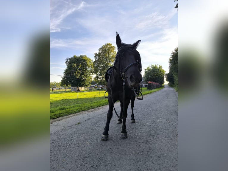 Poney Fell Jument 16 Ans 137 cm Noir in Dreisbach