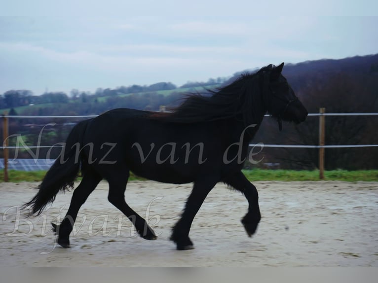 Poney Fell Jument 17 Ans 138 cm Noir in Wuppertal