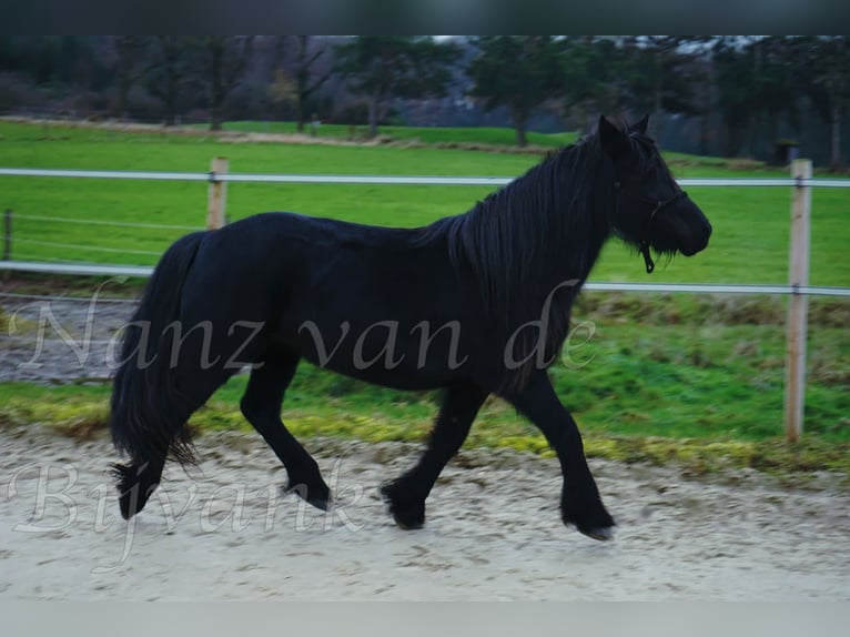 Poney Fell Jument 17 Ans 138 cm Noir in Wuppertal