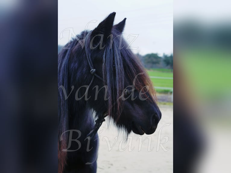 Poney Fell Jument 17 Ans 138 cm Noir in Wuppertal