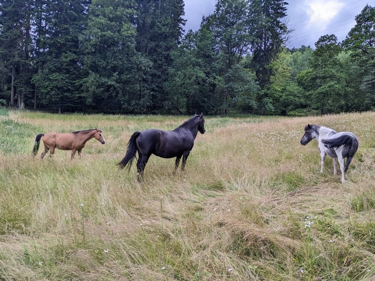 Poney Fell Croisé Jument 19 Ans Noir in Timelkam