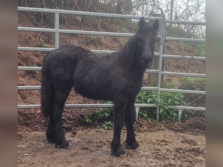 Poney Fell Jument 1 Année 142 cm Noir in Schuttertal